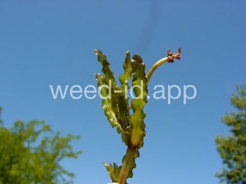 pondweed, curlyleaf
